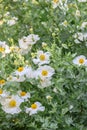 California tree poppy Romneya coulteri plants with white flowers Royalty Free Stock Photo